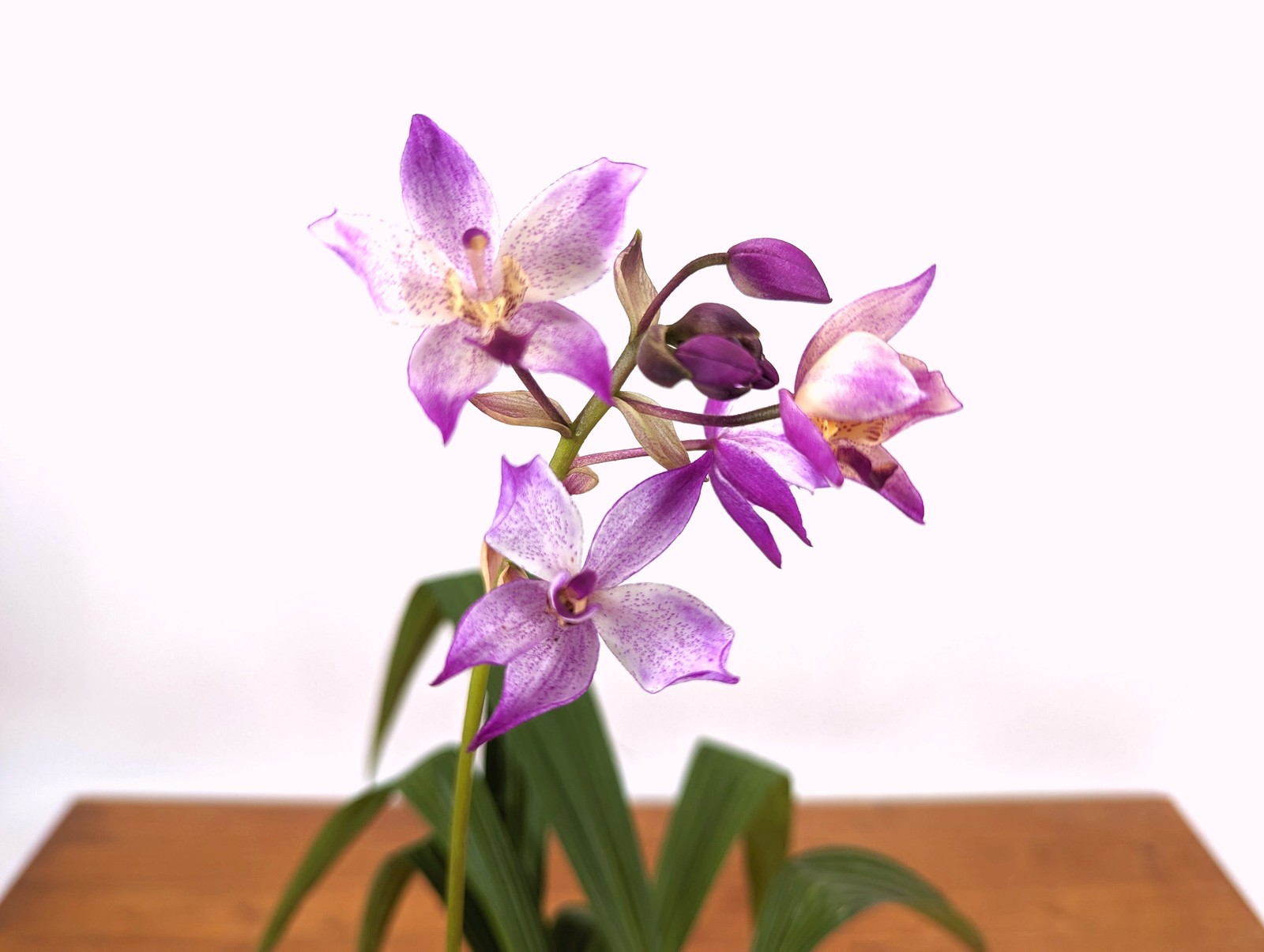 Spathoglottis Far Out Freckles Ground Orchid – USA Seller – 4 Inch Pot