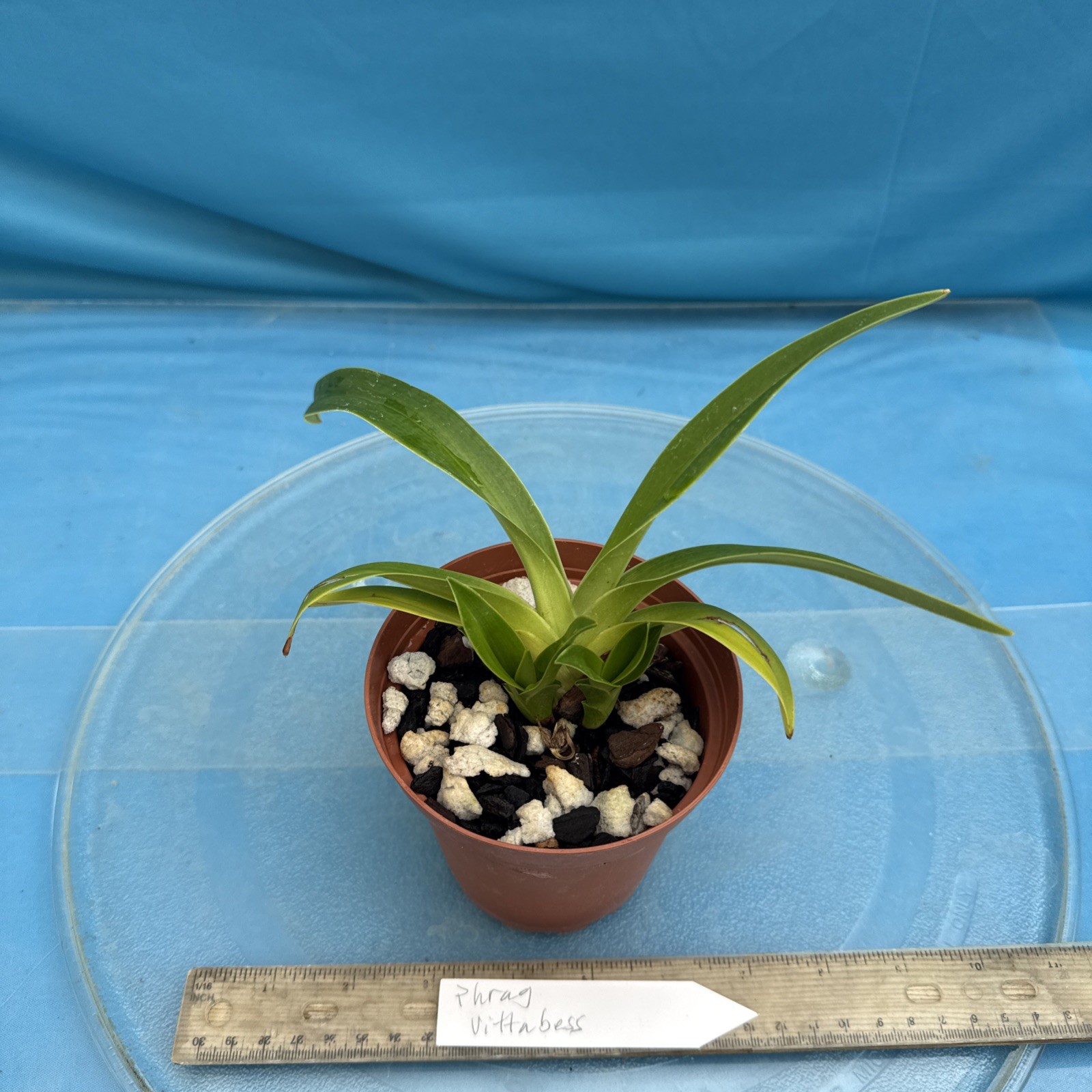 Phragmipedium Vittabess Orange Red Yellow Orchid Hybrid Tall Spikes 4” Pot