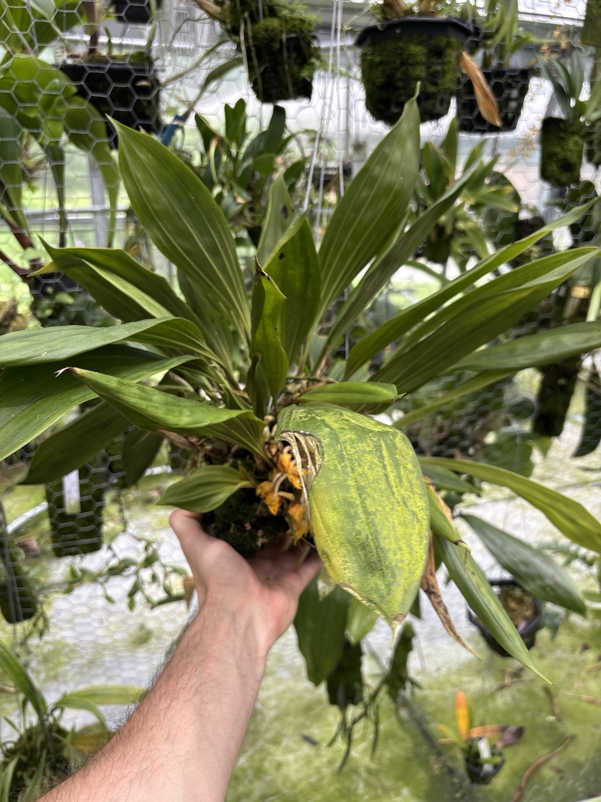 Sievekingia fimbriata XXL MANY SPIKES compact Orchid Species Stanhopea