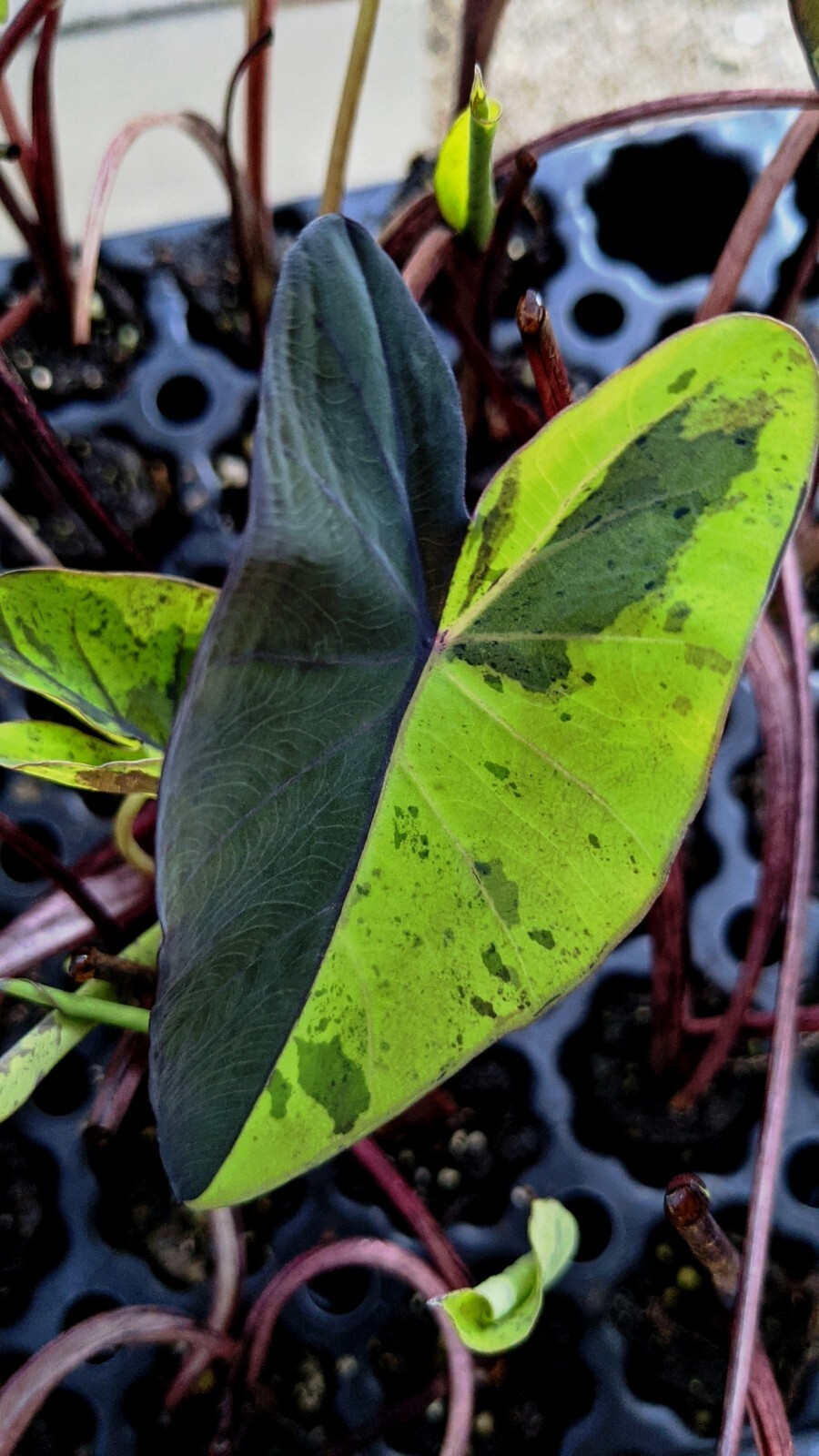 Rare Colocasia Mojito Elephant, Ear esculenta – Starter Live Plant