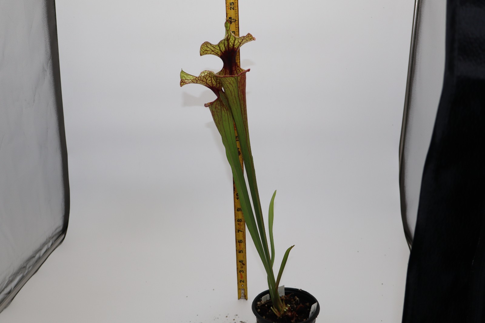 Sarracenia – Flava Var Ornata “Heavy Veins” X Leah Wilkerson