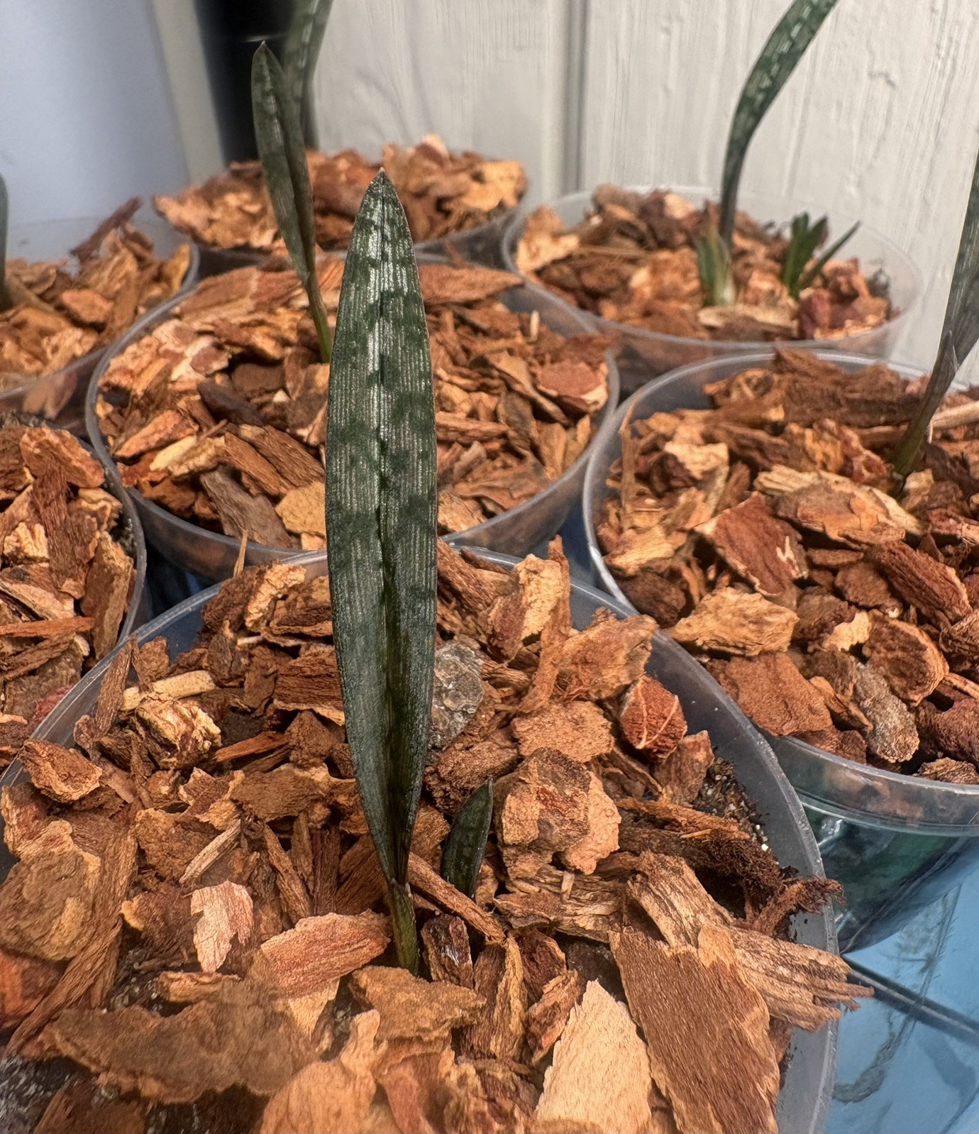 Oeceoclades spathulifera Snake Orchid rare terrestrial 2″ seedling.