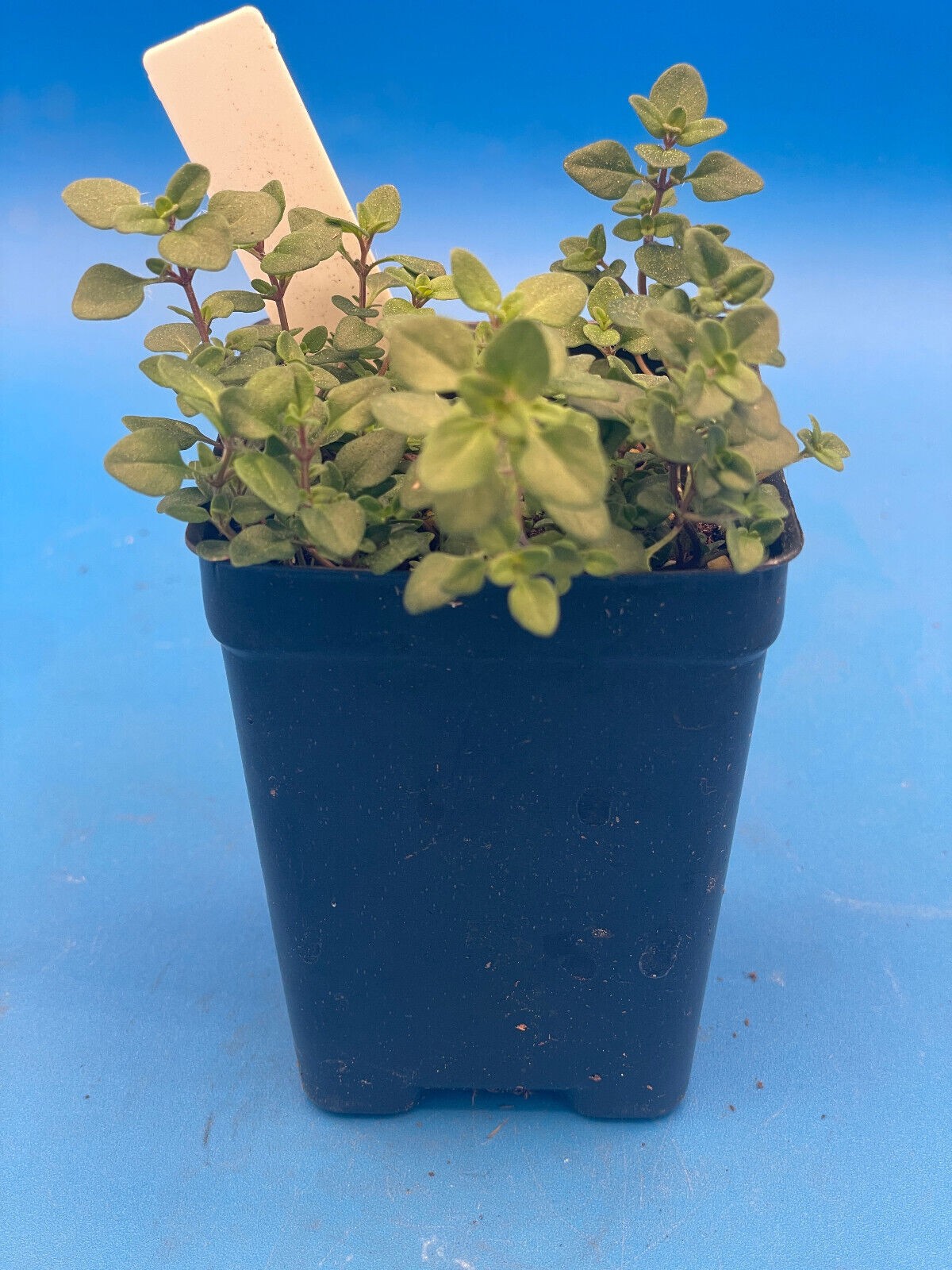 Wild Thyme Live Plant 3″ Starter Pot – Thymus praecox
