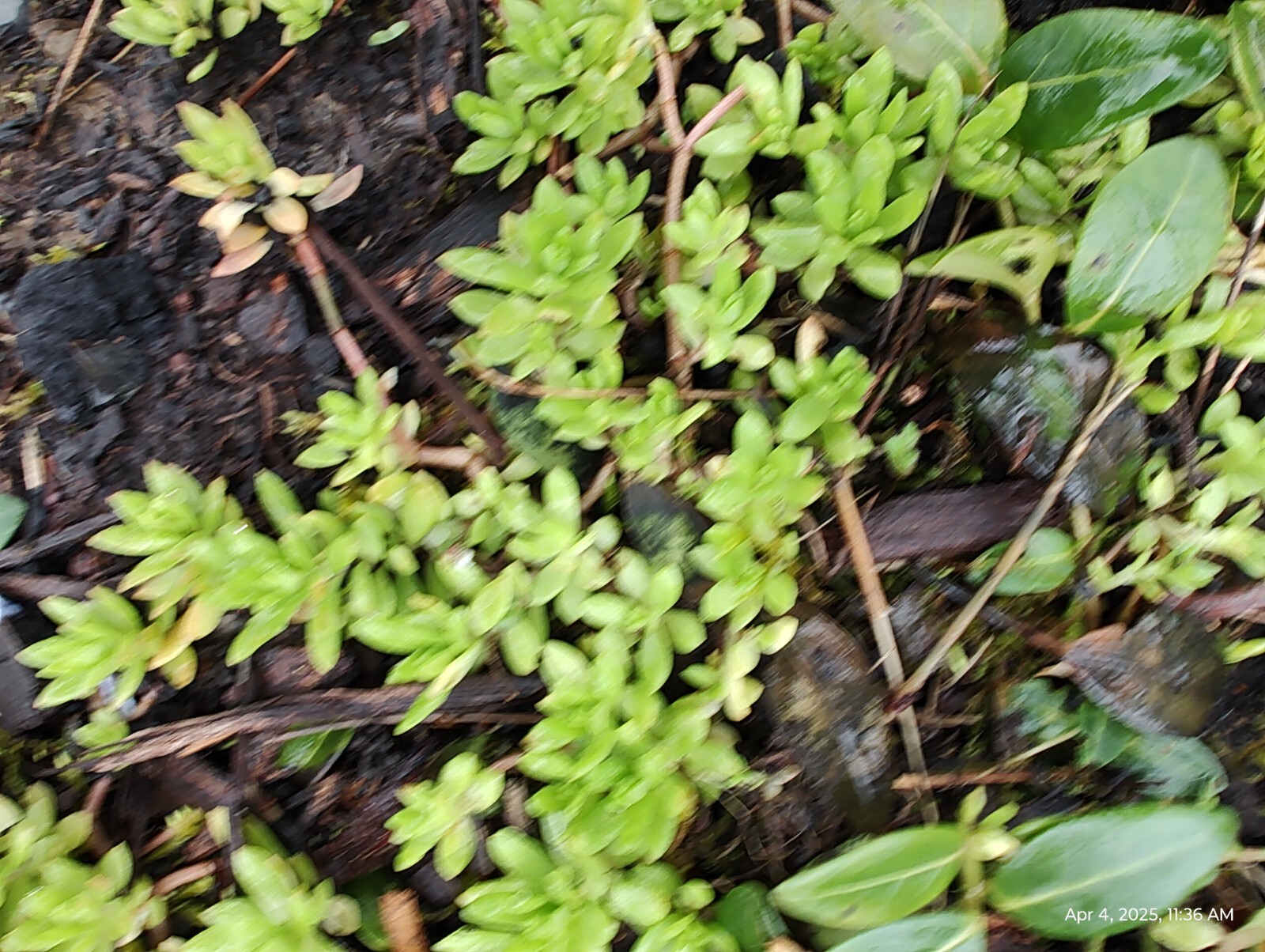 70 Cuttings Sedum Sarmentosum, Fast Growing, Creeping, Perennial, Live