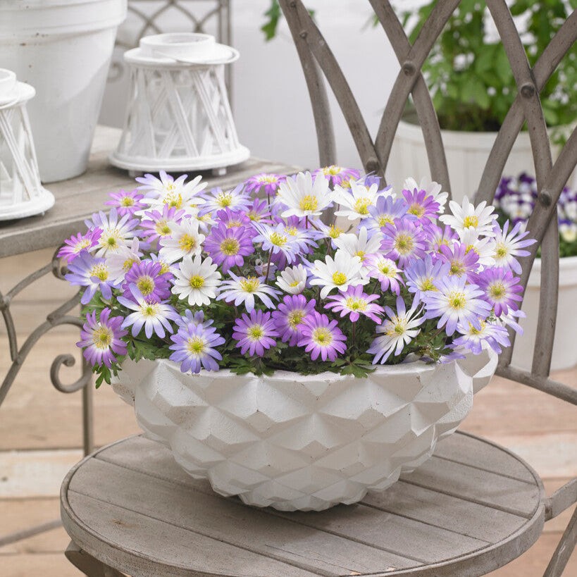 Anemone Blanda Flutter Mix 60 Plant Bulbs, Spring Flowers Bloom in Sun