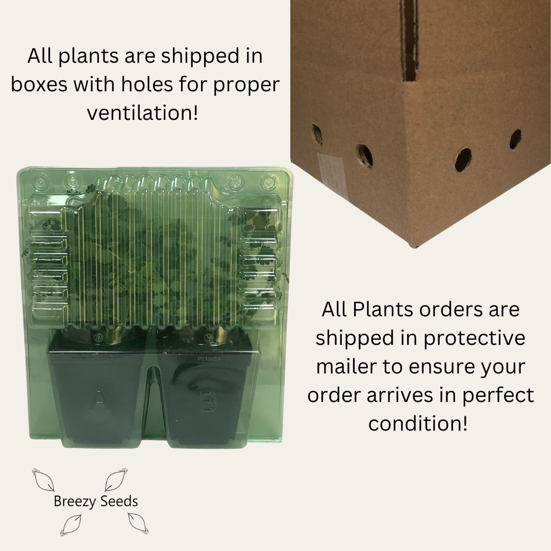 House Plants – Starter Plants – Rooted – 30-45 days old, 3″ to 8″ tall