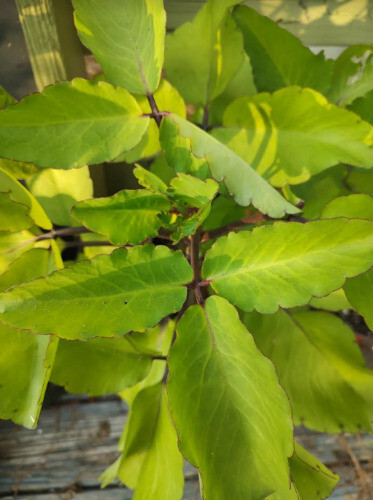 Kalanchoe Pinnata ~10ct Leaves ~Miracle Wonder Leaf ~Medicinal | Planting