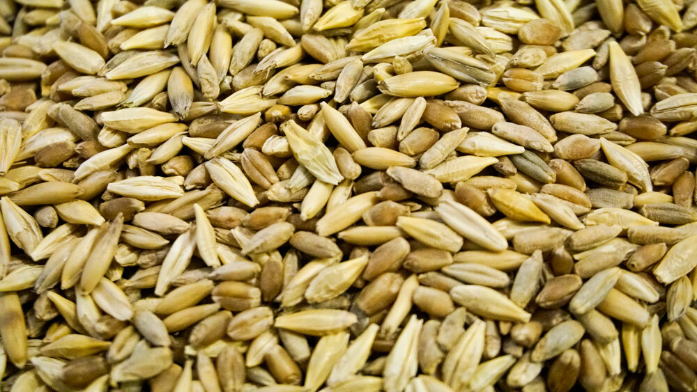 Thunder Acres Cat Grass Blend – Wheat, Barley, Oats, and Rye Seed Mix – Non-GMO