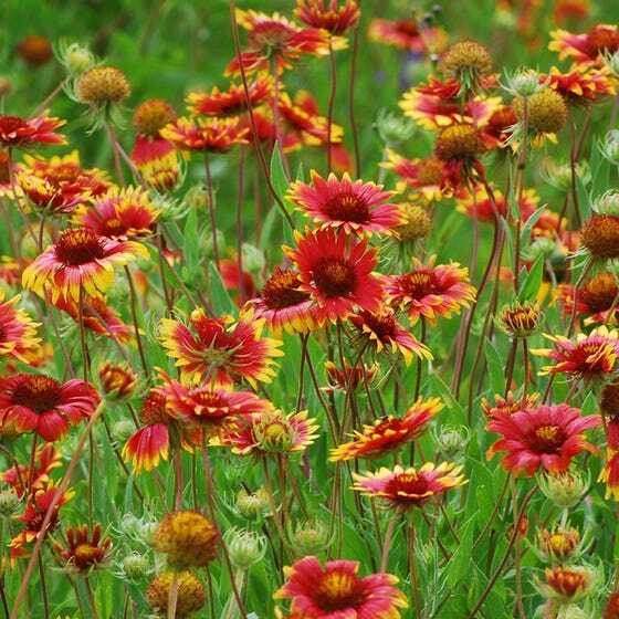 BLANKET FLOWER Perennial Gaillardia Native Wildflower Fresh Non-GMO 200 Seeds