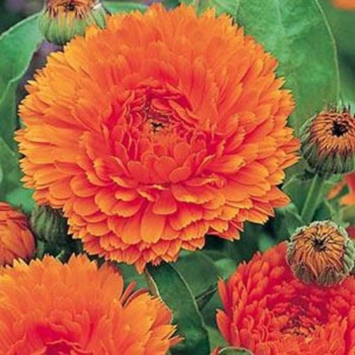 2000 Seeds Drought Tolerant Calendula Orange King Garden Flower Plant Seed