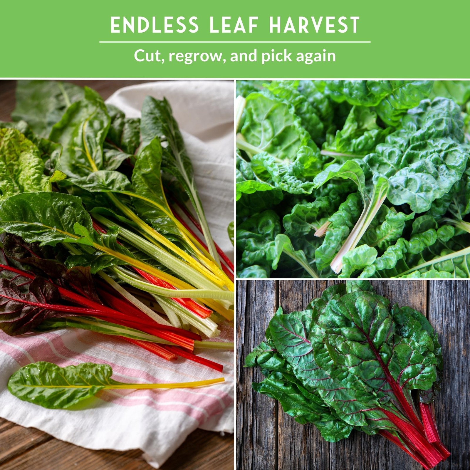 Swiss Chard Seeds for Planting – 3 Pack Collection | Rainbow, Ruby Red Rhubar…