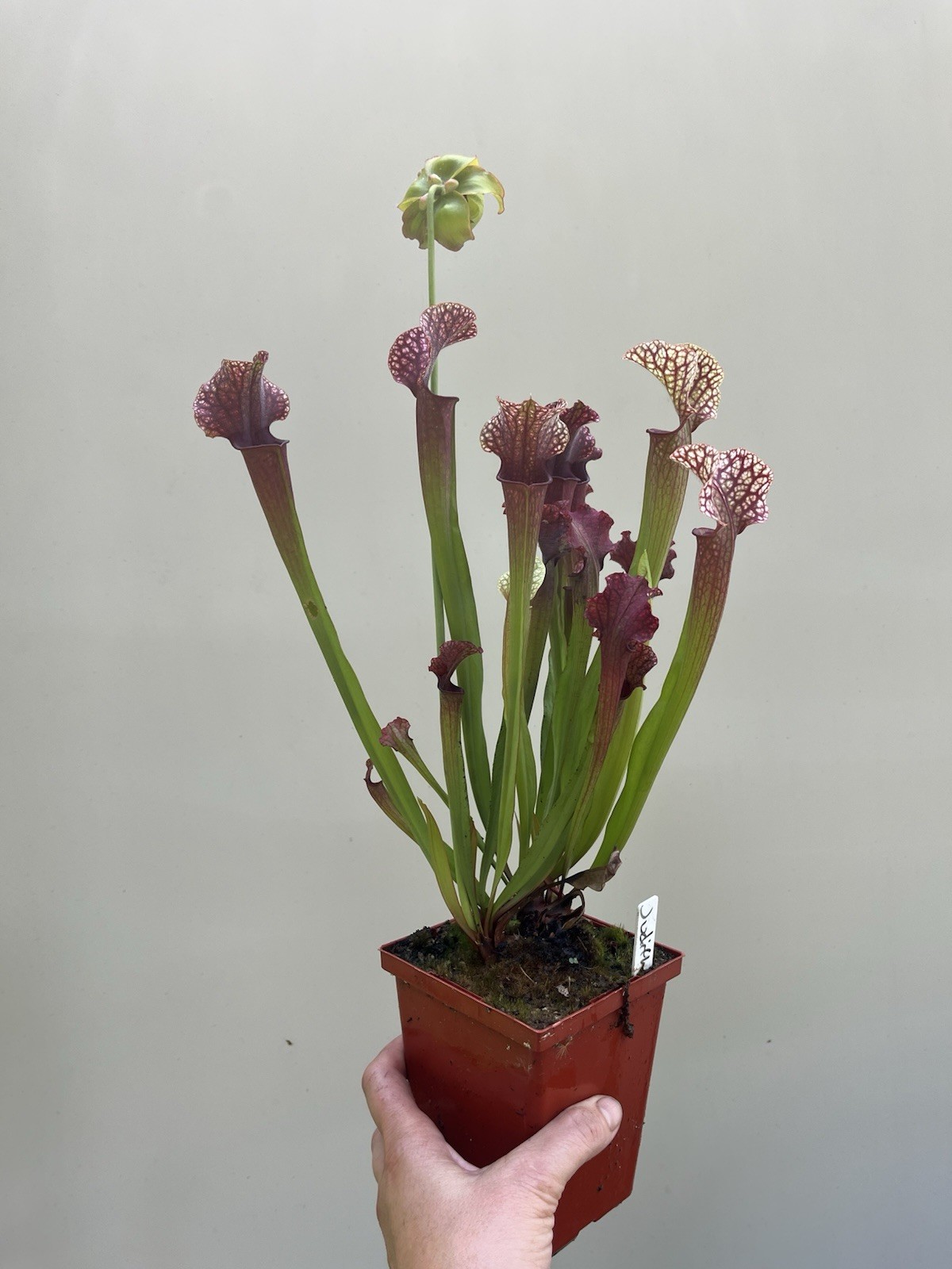 Sarracenia “Judith Hindle” Large Live Potted Plant Gorgeous Color