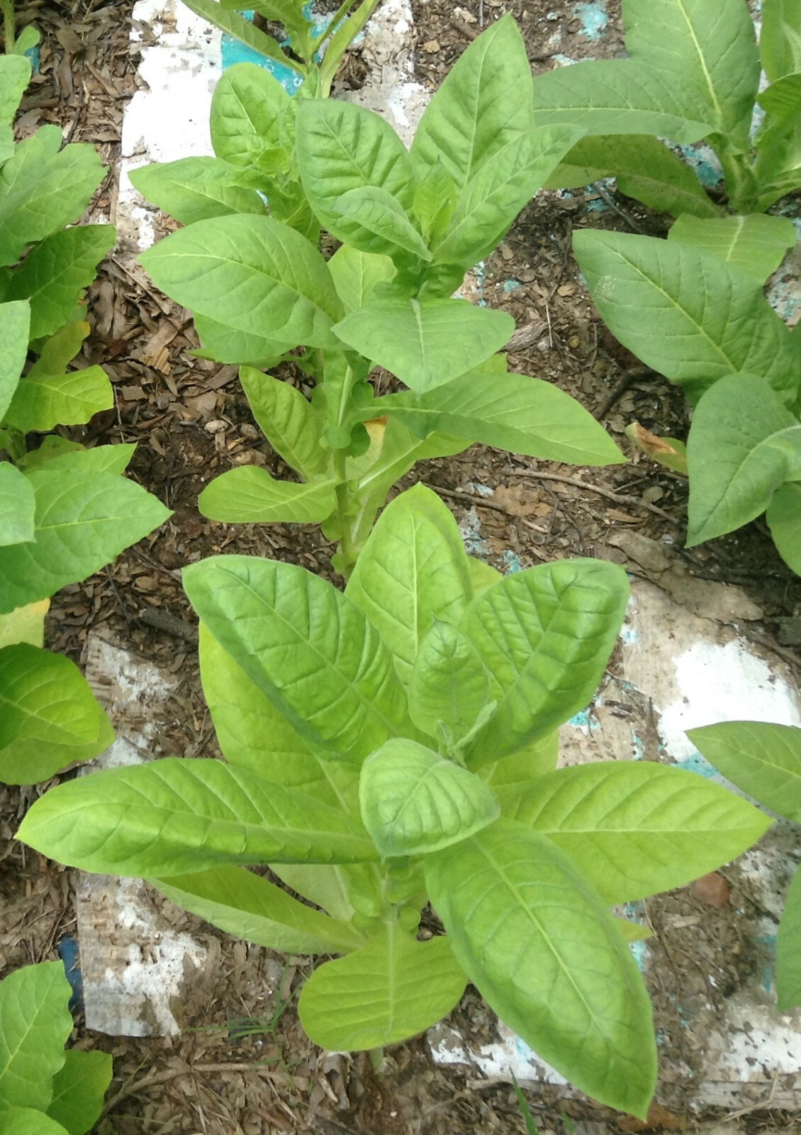 Basma Tobacco – Nicotiana seeds (1000+ per packet)