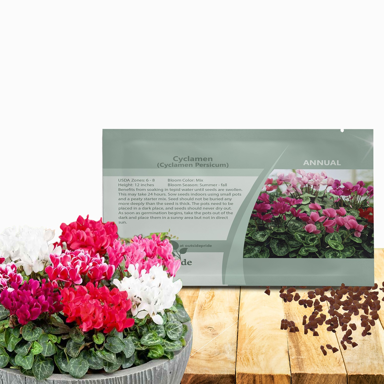 100 Seeds Cyclamen Seed – Giant Cyclamen Persicum Flower Seeds