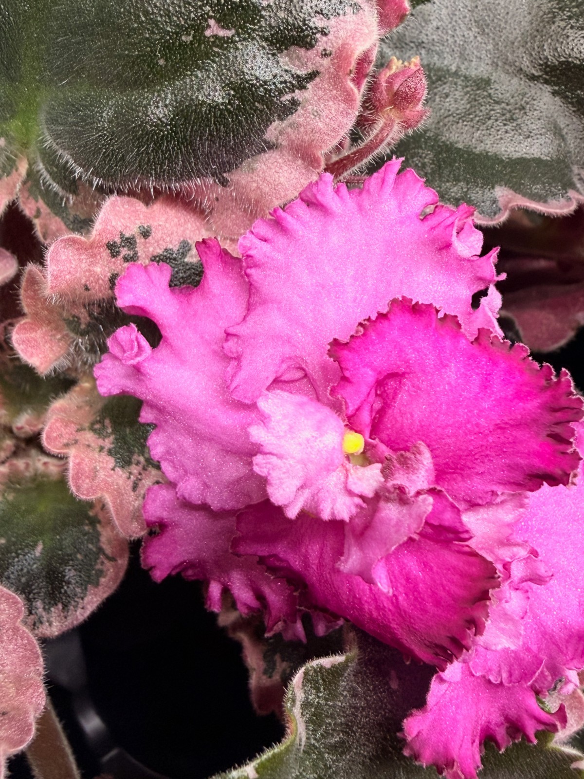African Violet Plant Apache Freedom Large / Big Starter Standard