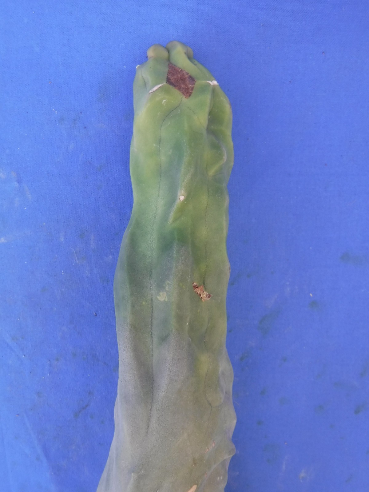1 Totem Pole Cactus Lophocereus schottii 14″ Unrooted Cutting Landscaping B7