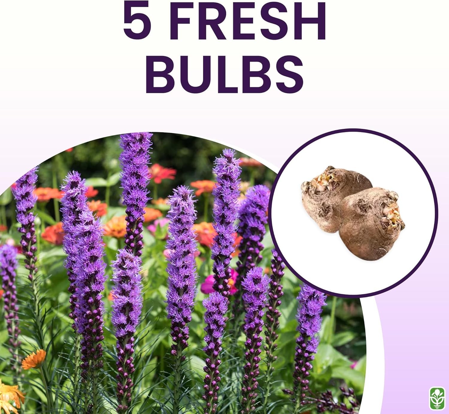 Liatris Spicata – Pollinator-Friendly Plant