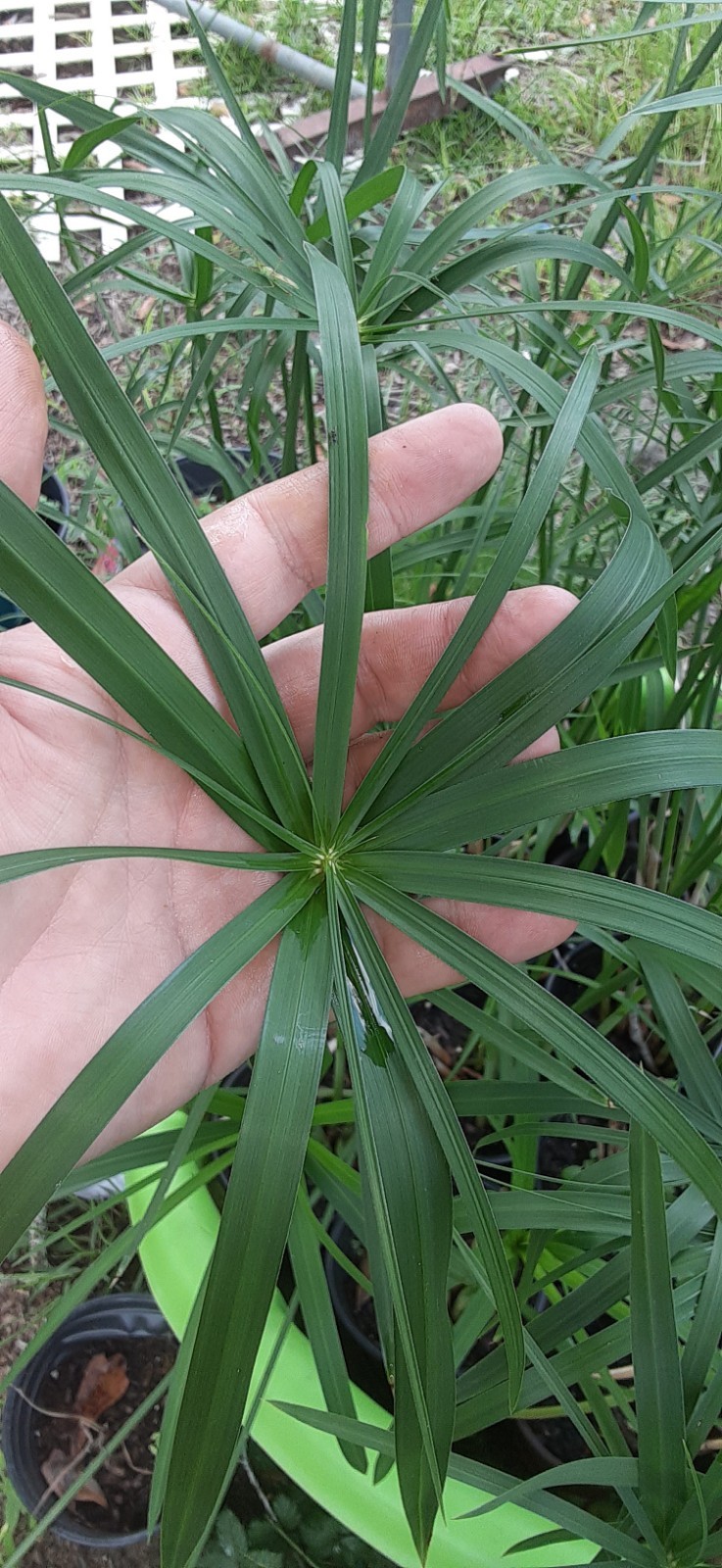 1 Umbrella Palm (Cyperus alternifolius) Live Starter Plant- READ LISTING