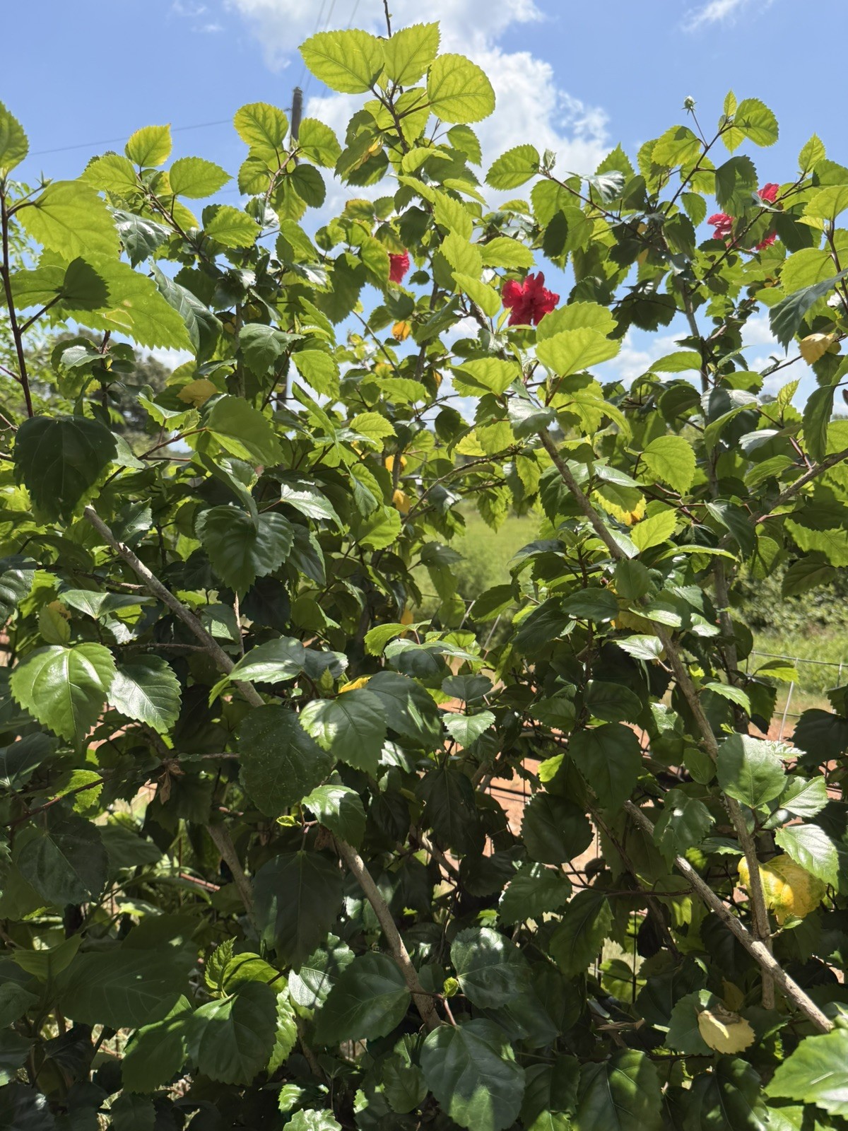 Red Dragon Hibiscus- 10 cuttings Hibiscus Rosa-sinensis