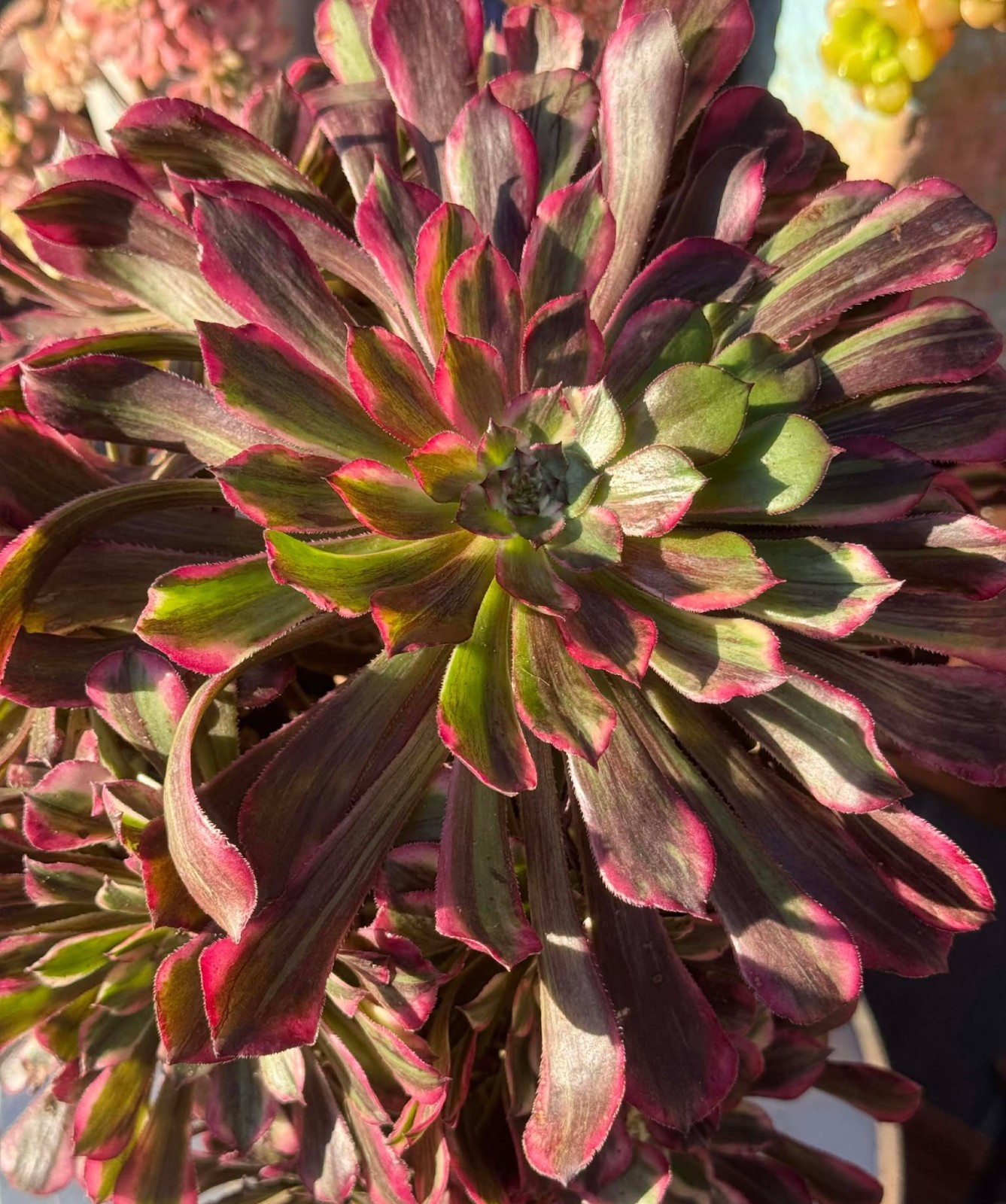 Imported Succulent live plant Rare succulent Big Aeonium Sequence var clust #133