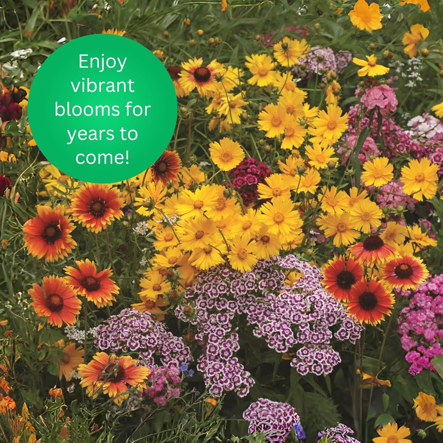 3-in-1 Perennial Wildflower Mix – Covers 1,000 Sq Ft with Natural Ingredients