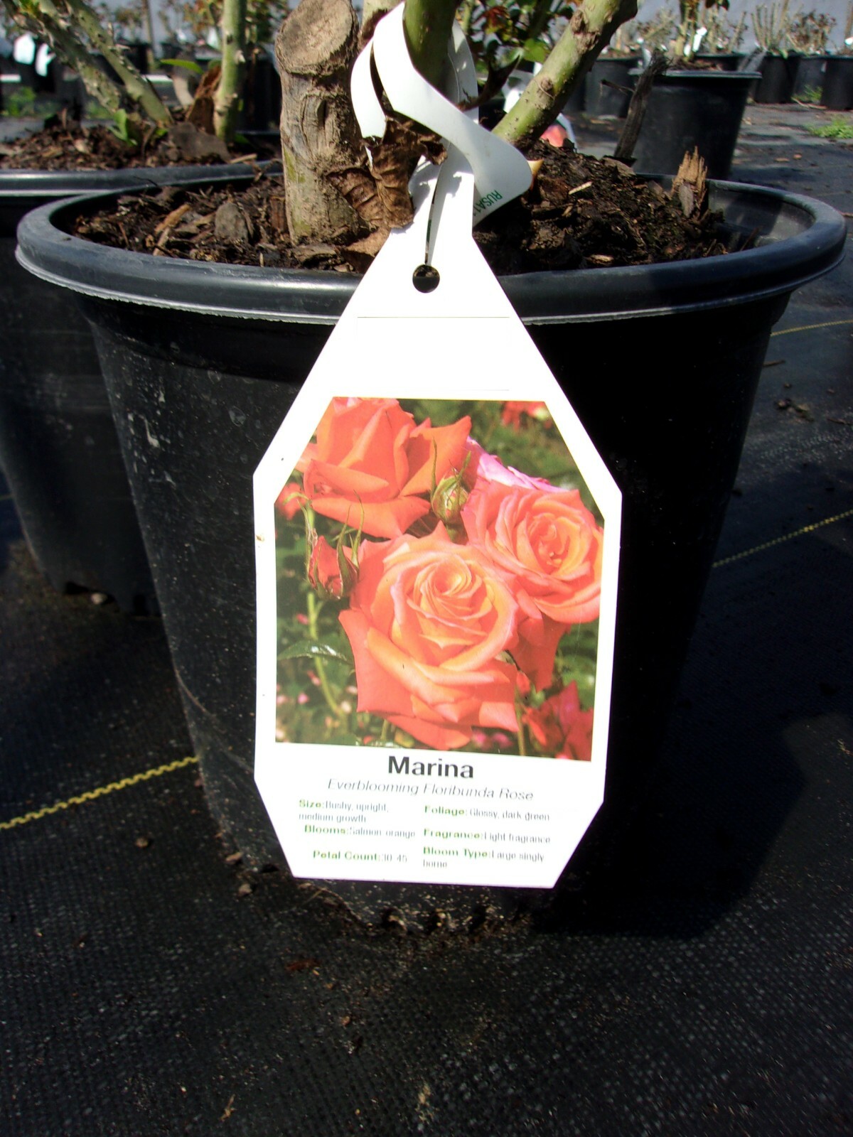 MARINA Everblooming Floribunda Salmon Orange Rose 1 Gal Bush Plants Plant Roses