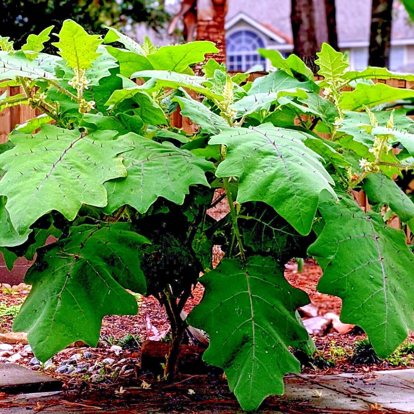 Naranjilla Orange Tree Seeds (Solanum quitoense) “Lulo Quito” Garden Fruit Plant