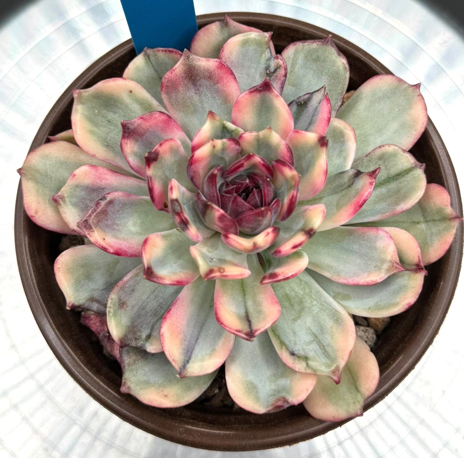 Imported succulent live plant Rare Echeveria Blue Fairy variegated 5” #573