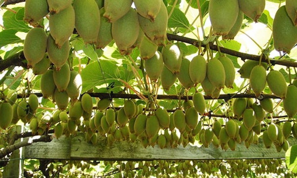 3 Vincent Kiwi Starter Plug – Actinidia chinensis