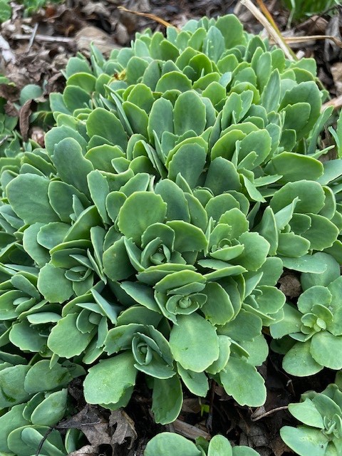 Sedum – Autumn Joy