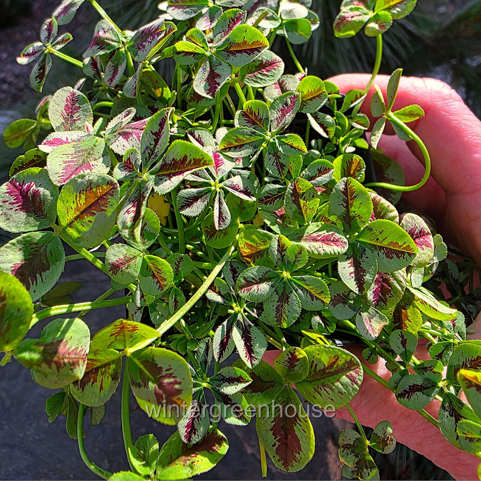 Trifolium Lucky Clover, Red Stripes, Shamrock Clover