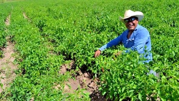 Red Marconi sweet pepper seeds non-gmo Italian heirloom BIG FLAVOR