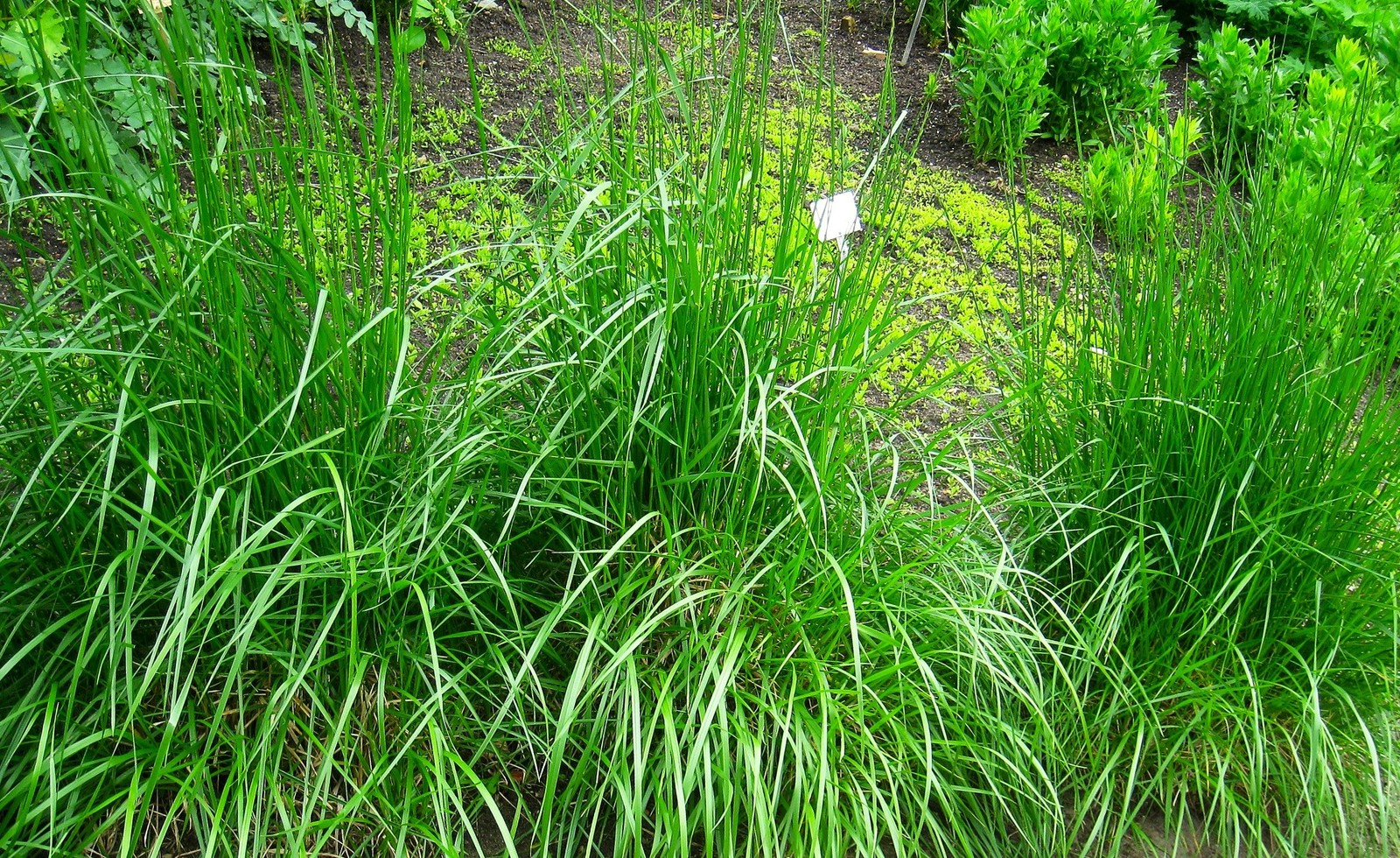 Xtreme Green Turf Type Tall Fescue Seeds – For 2026 Planting Cool Season