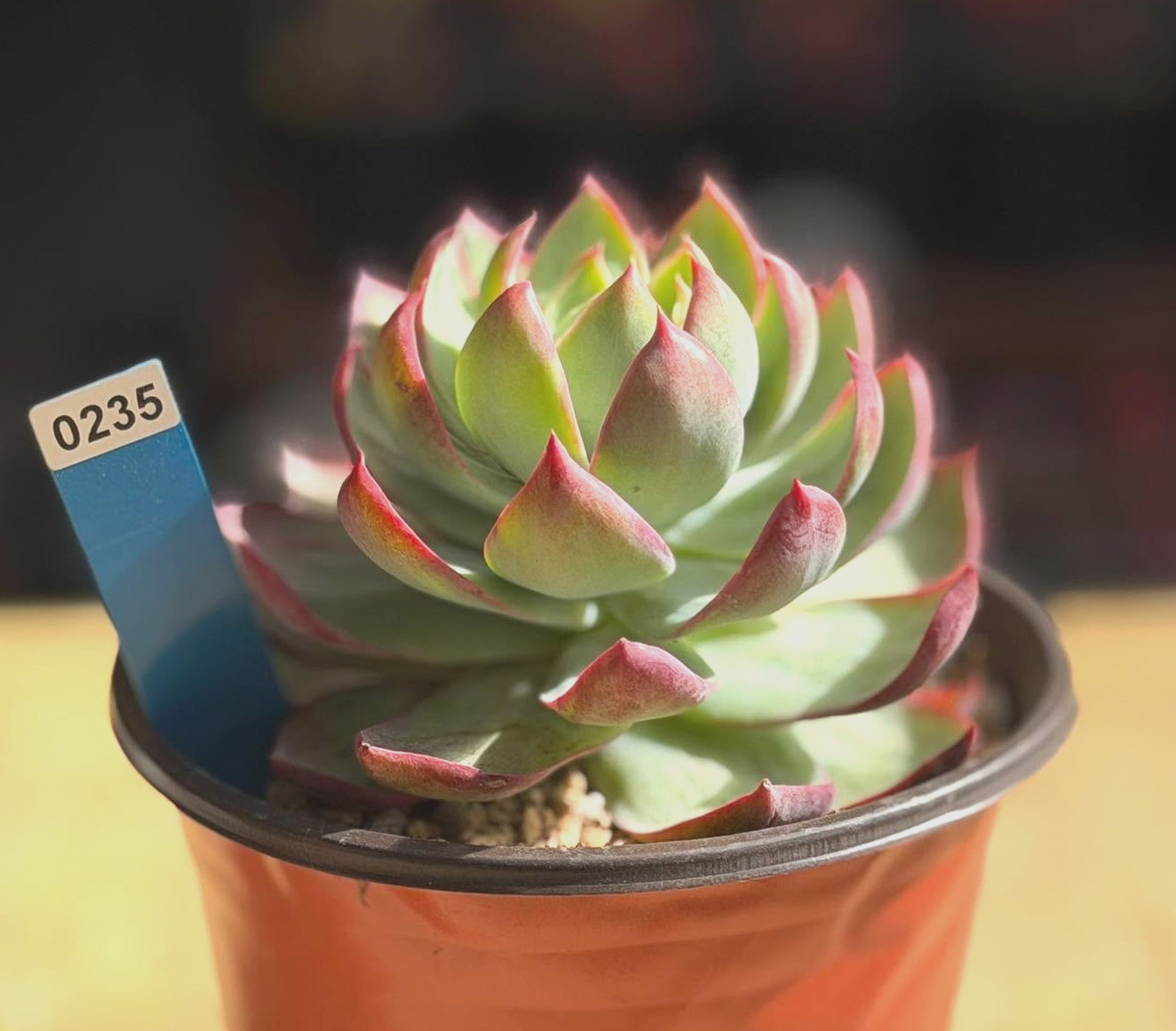 Imported Succulent live plant Rare Succulent Echeveria Casio var in 6” pot #235