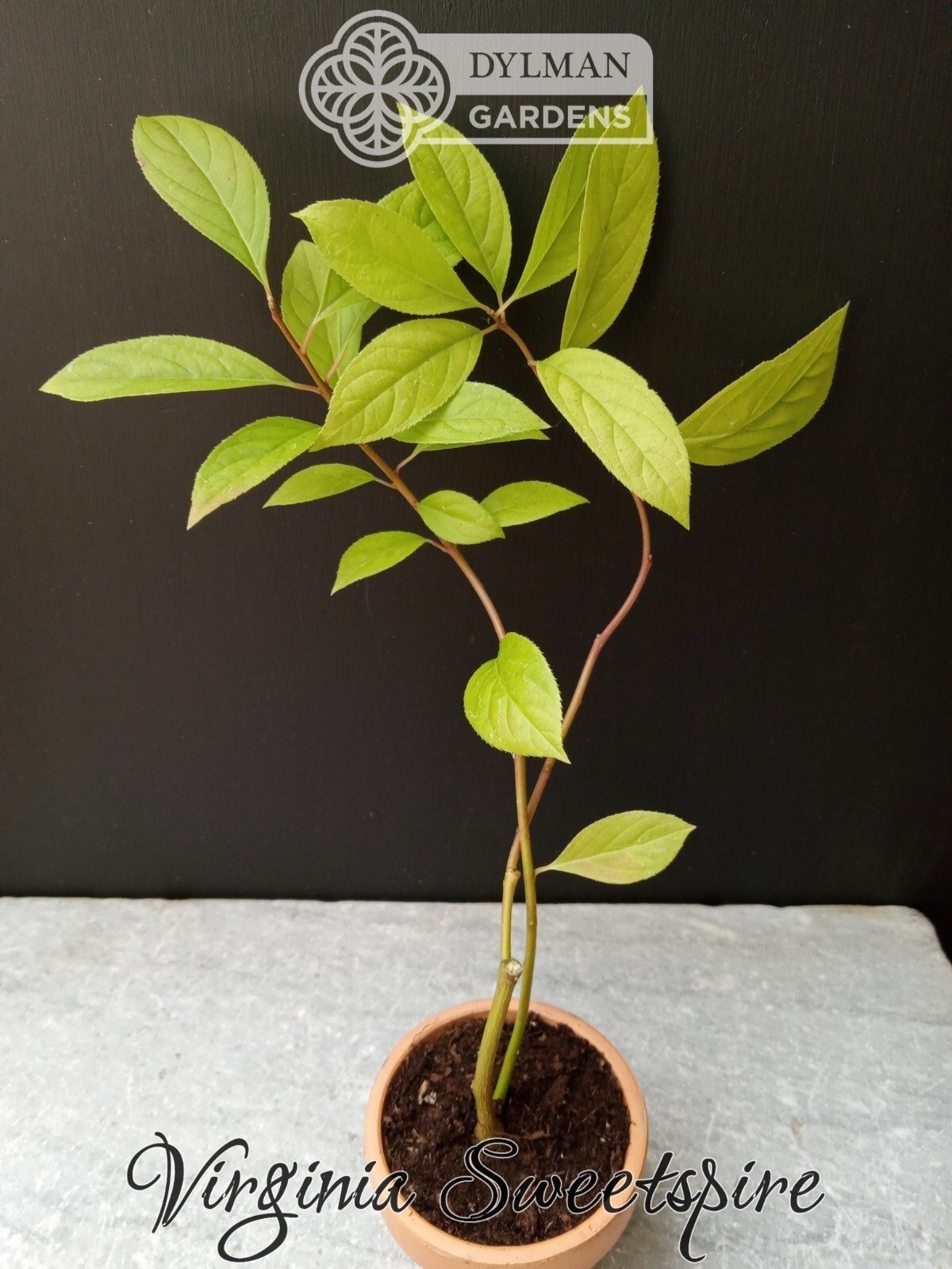 Sweetspire (Itea virginica) – Virginia Willow – Live Plant – Multiple Sizes