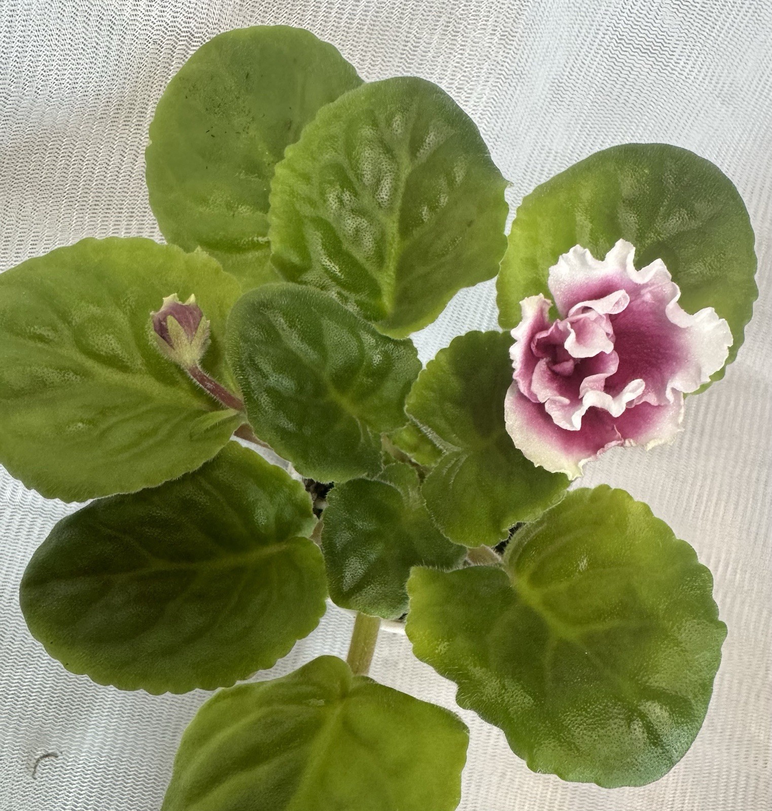 African violet VV Rajskij Smak /Heavenly Delights Starter
