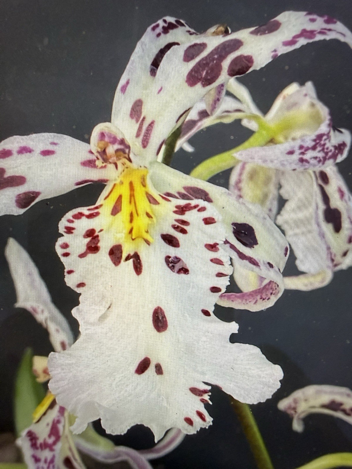 ORCHID Plants 20 Onciduim bulbs $1 each 20 minimum not marked br