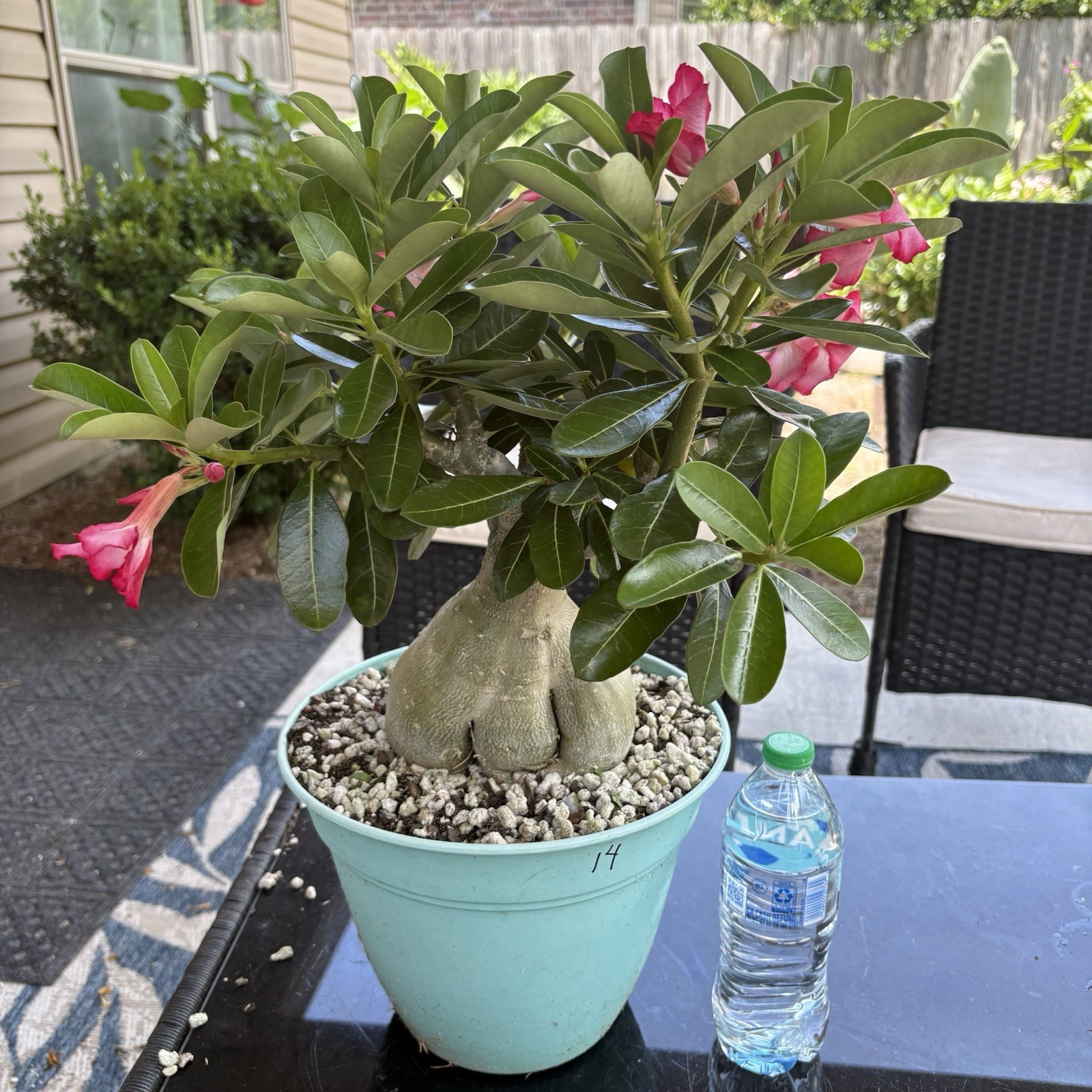 Adenium Obesum Desert Rose Seed Grown Short Stocky Pink Healthy