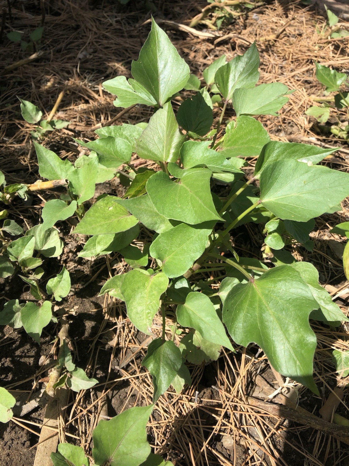 20 Slips Sweet Potato Slips Cutting Vines Ready To Plant