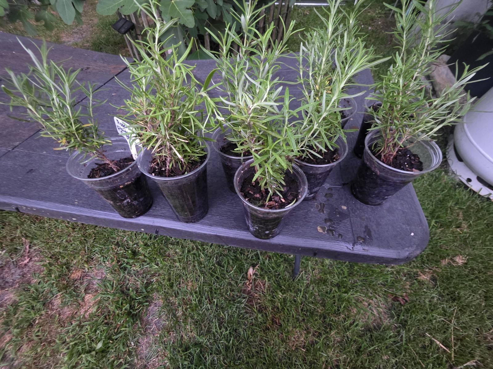 Organically Grown Rosemary plants (Plant only) size & shapes vary