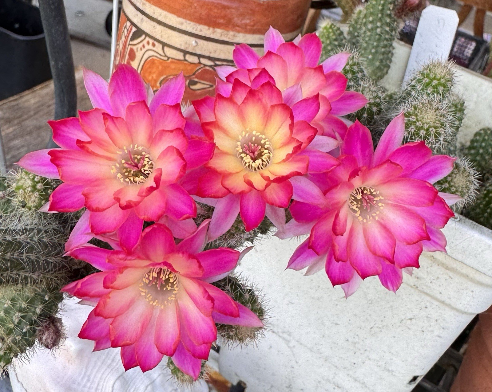 Pan 17.8.103 Chamaecereus Rare Hybrids One Rooted Plants Peanut Cactus