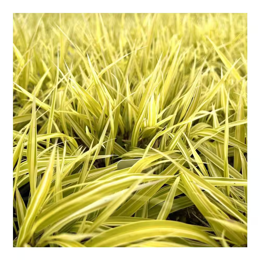 1 Gal. Lemon Zest Japanese Forest Grass – Bright Yellow-Green Ornamental Grass f