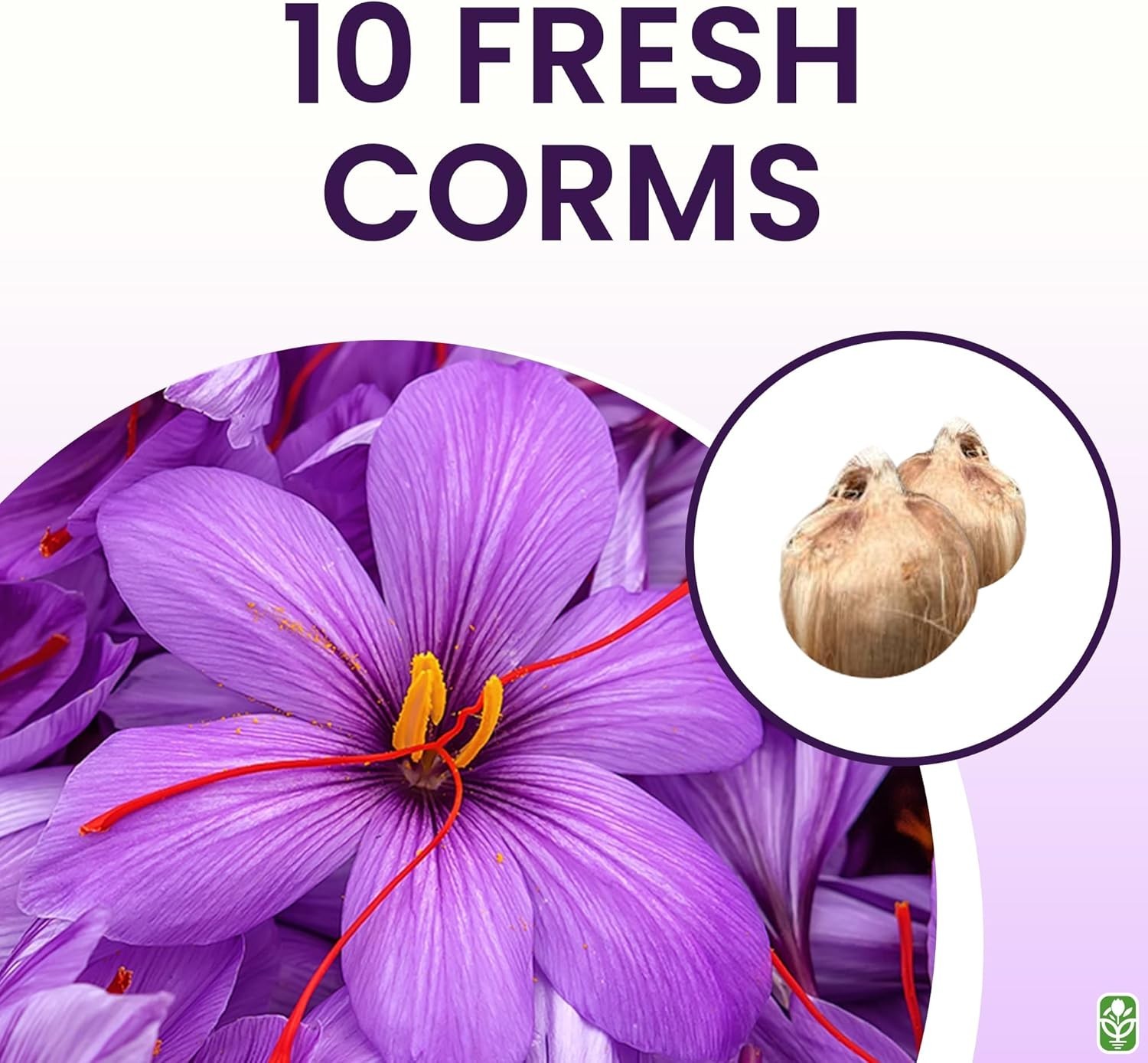 Purple Saffron Crocus Bulbs – Fall Blooms & Harvest