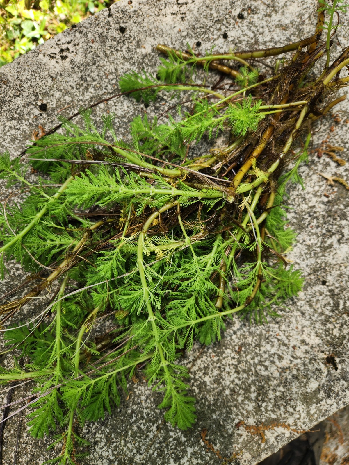 12+ Parrot’s Feather Aquatic Surface Pond Plant