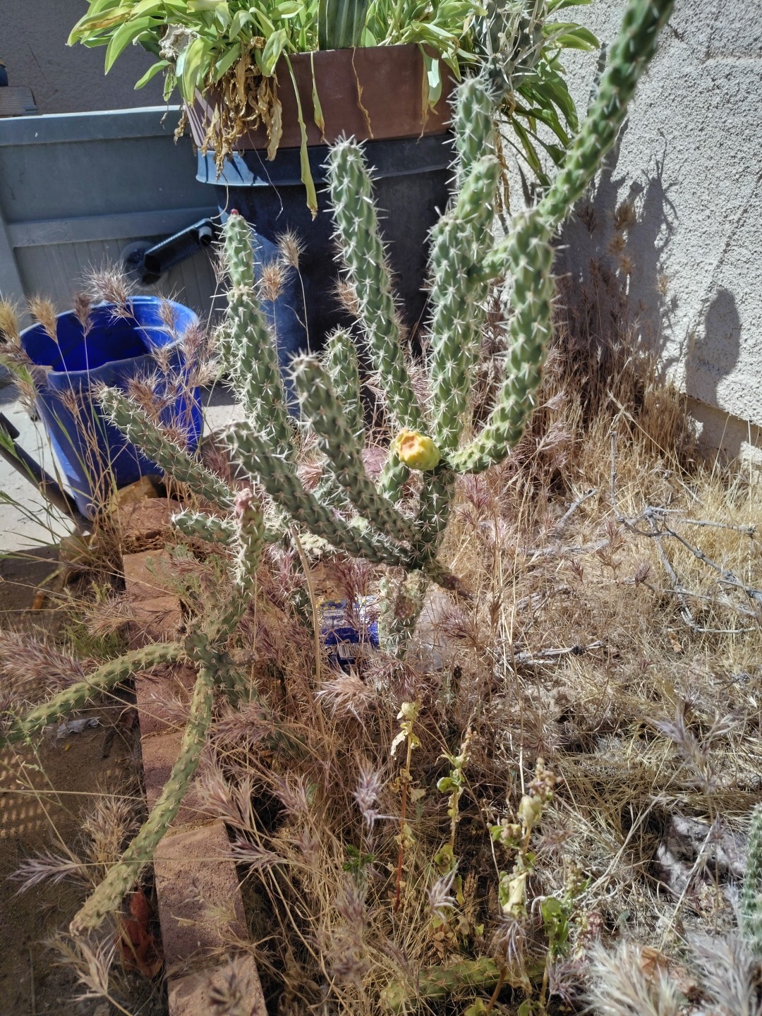 Live Cholla Plants Whole Medium