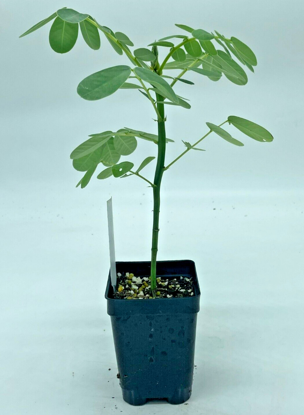 Cassia, Popcorn Live 3″ Starter Plant – Senna didymobotrya – Amazing Blooms!