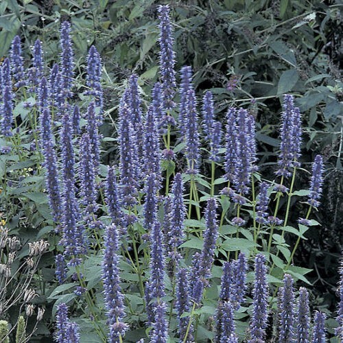 150 Seeds| Blue Hyssop Herb Seeds #7002