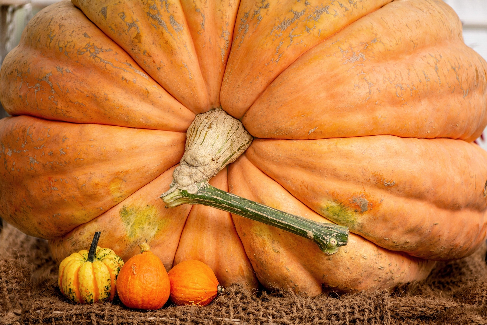 10 Dill’s ATLANTIC GIANT PUMPMKIN Up to 2000 lb Cucurbita Vegetable Seeds