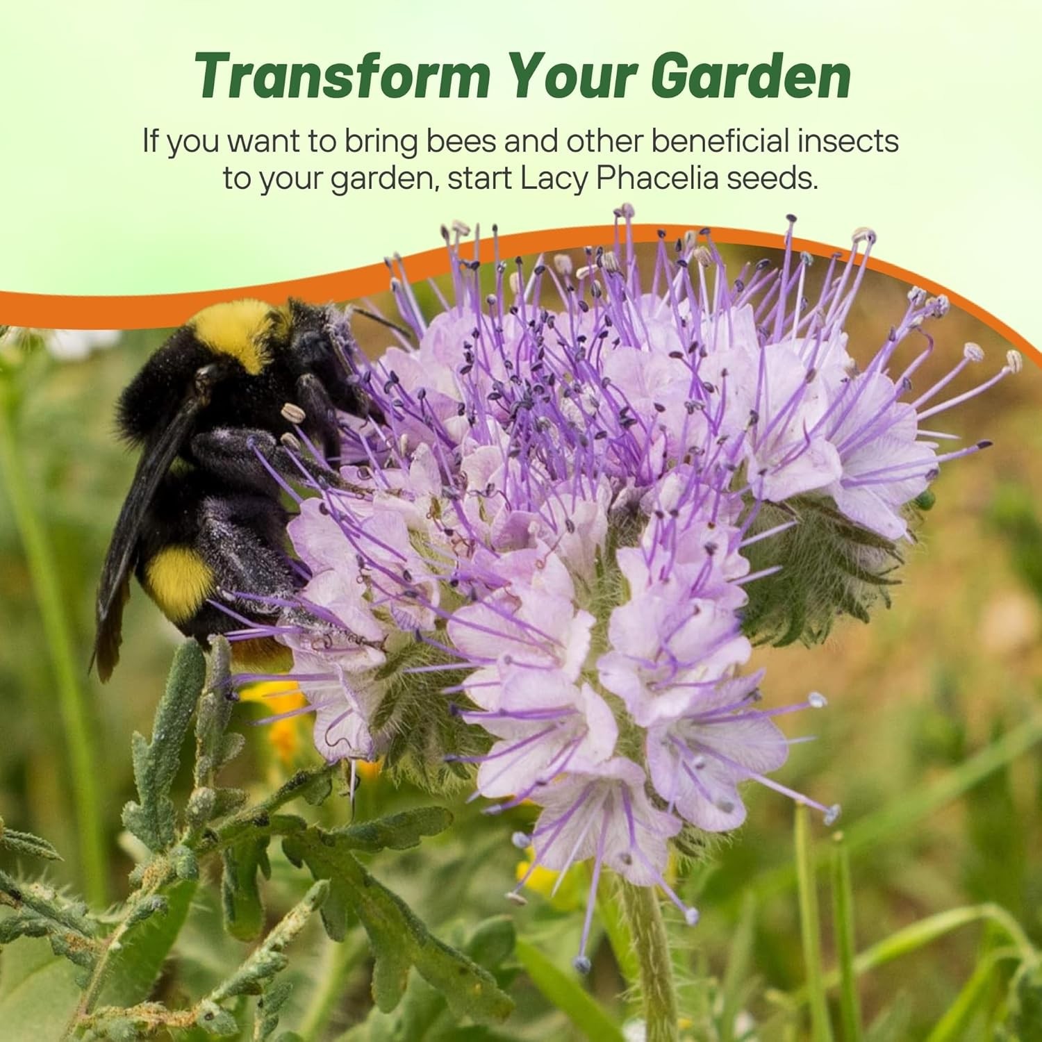 5 LBS Lacy Phacelia Seeds – Phacelia Tanacetifolia Wildflower Seed