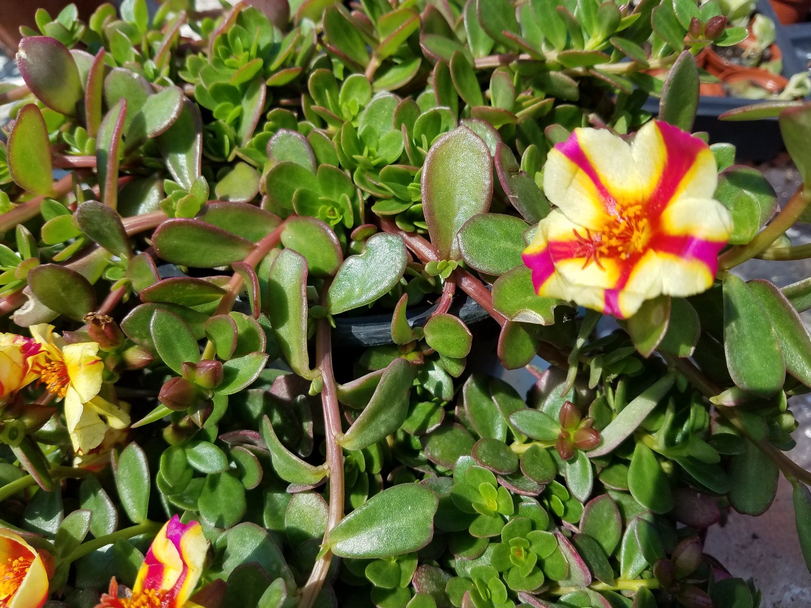Watermelon Punch Purslane Live Plant Cuttings | Pink & Yellow Striped Portulaca